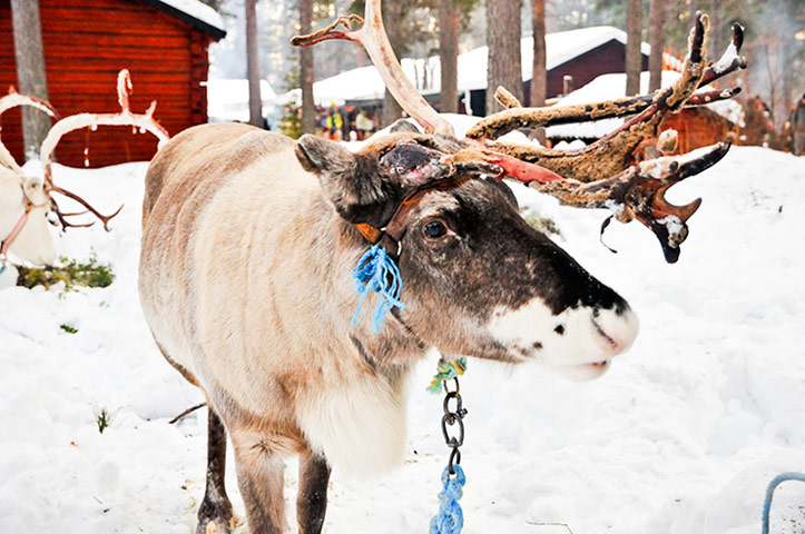 Feria del pueblo sami celebrada en febrero en Suecia 14