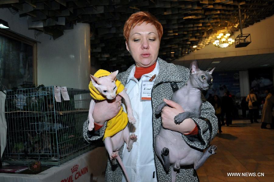 Una empleada muestra dos gatos esfinge en el Salón Internacional del Gato en Bishkek, Kirguistán, el 16 de febrero de 2013. El sábado comenzó la exposición de dos días duración organizada por la Federación Mundial del Gato, donde participarán más de 80 especies del famoso felino. (Romano/Xinhua)