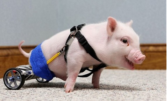 Momento conmovedor: cerdo sin patas traseras camina con silla de ruedas