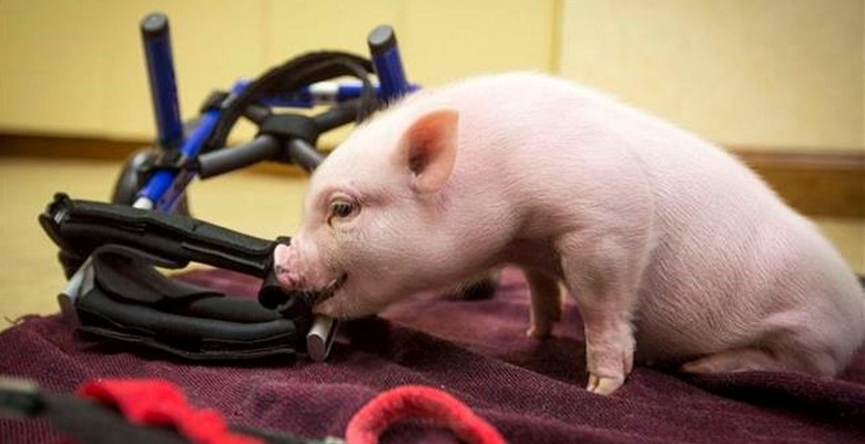 Momento conmovedor: cerdo sin patas traseras camina con silla de ruedas (3)