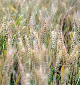China asegurará tierra para producción de granos en 2013