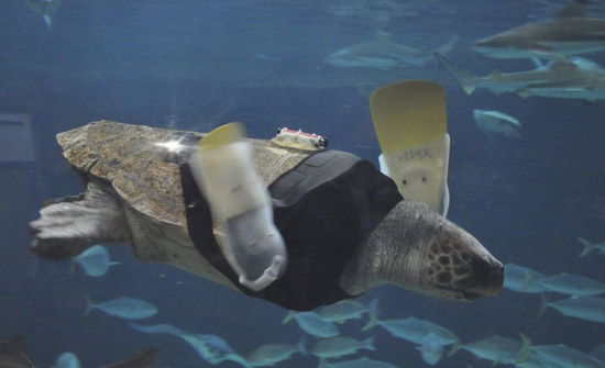 Tortuga marina de 25 años vuelve al agua con prótesis