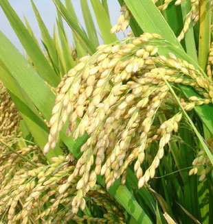 China podría alcanzar meta de rendimiento de arroz cinco años antes de lo previsto, según experto