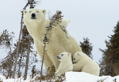 Rechazan nuevas protecciones para osos polares