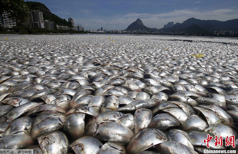 Aparecen miles de peces muertos en una laguna de un río en Brasil 4