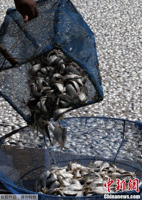 Aparecen miles de peces muertos en una laguna de un río en Brasil 2