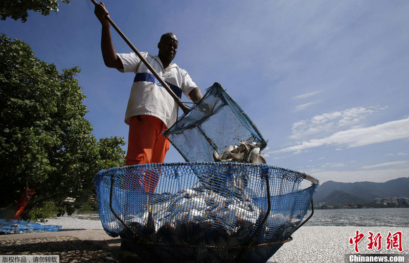 Aparecen miles de peces muertos en una laguna de un río en Brasil