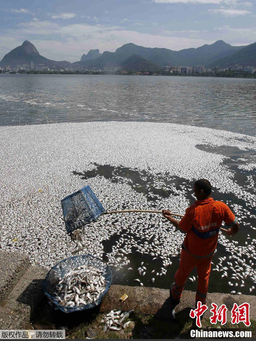 Aparecen miles de peces muertos en una laguna de un río en Brasil 3