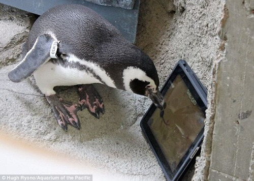 Pingüino juega con el iPad usando su pico y se convierte en experto en la captura de ratones