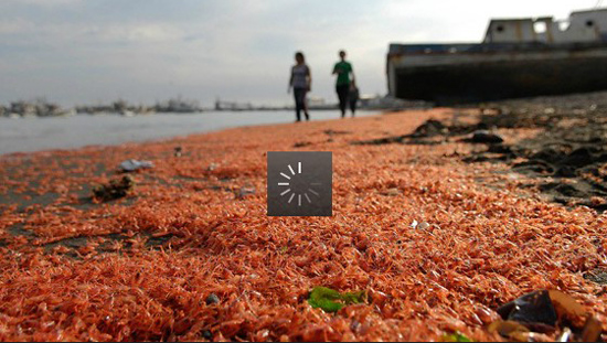Millones de langostinos muertos en una playa de Chile