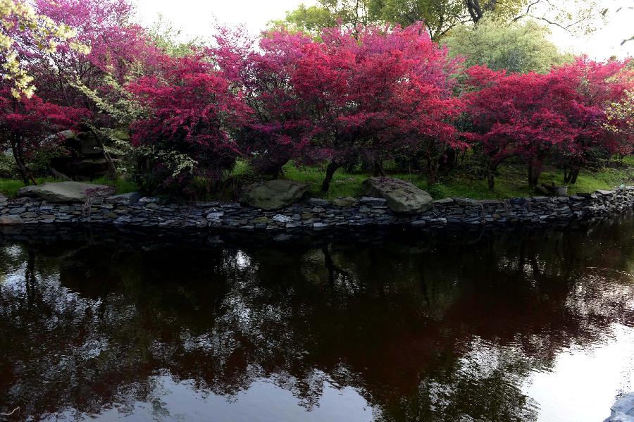 Flores rojas de Loropetalum en la ciudad de Jingdezhen, Jiangxi de China 3