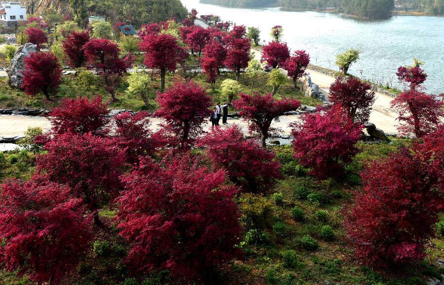 Flores rojas de Loropetalum en la ciudad de Jingdezhen, Jiangxi de China 2