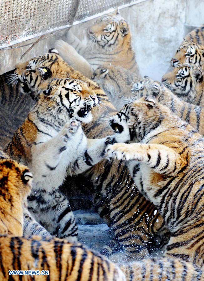 Harbin: Parque del Tigre Siberiano, la base más grande del mundo de reproducción artificial de tigres siberianos  (11)
