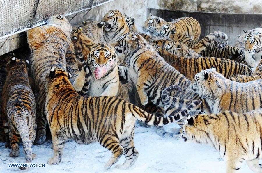 Harbin: Parque del Tigre Siberiano, la base más grande del mundo de reproducción artificial de tigres siberianos  (12)