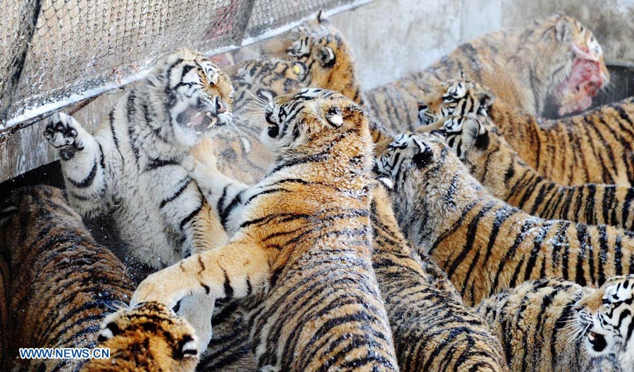 Harbin: Parque del Tigre Siberiano, la base más grande del mundo de reproducción artificial de tigres siberianos  (13)