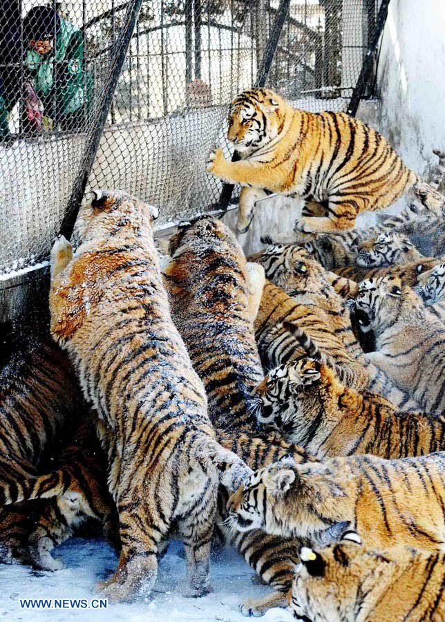Harbin: Parque del Tigre Siberiano, la base más grande del mundo de reproducción artificial de tigres siberianos  (14)