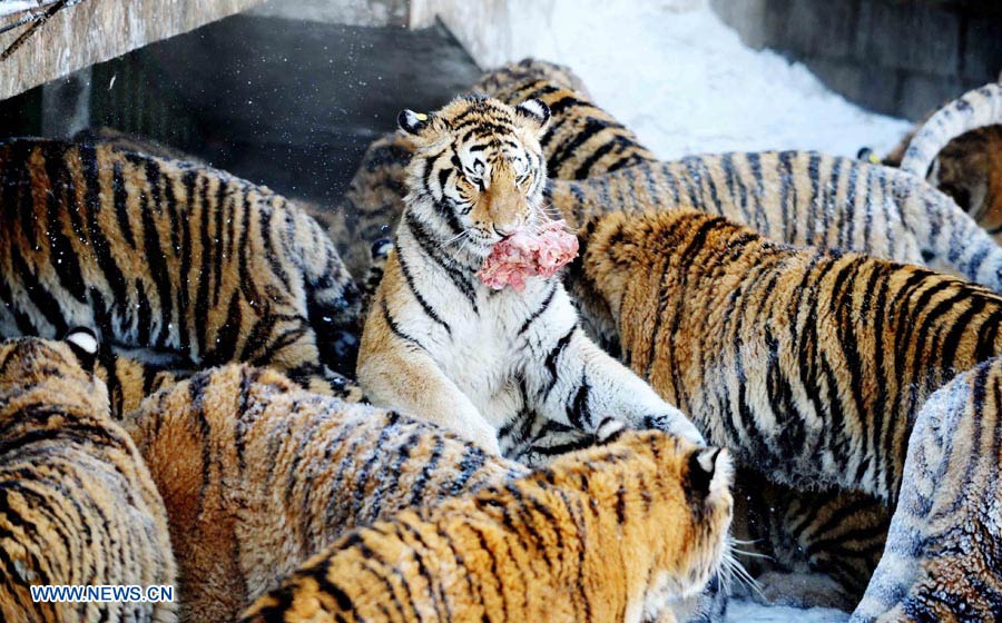 Harbin: Parque del Tigre Siberiano, la base más grande del mundo de reproducción artificial de tigres siberianos  (15)