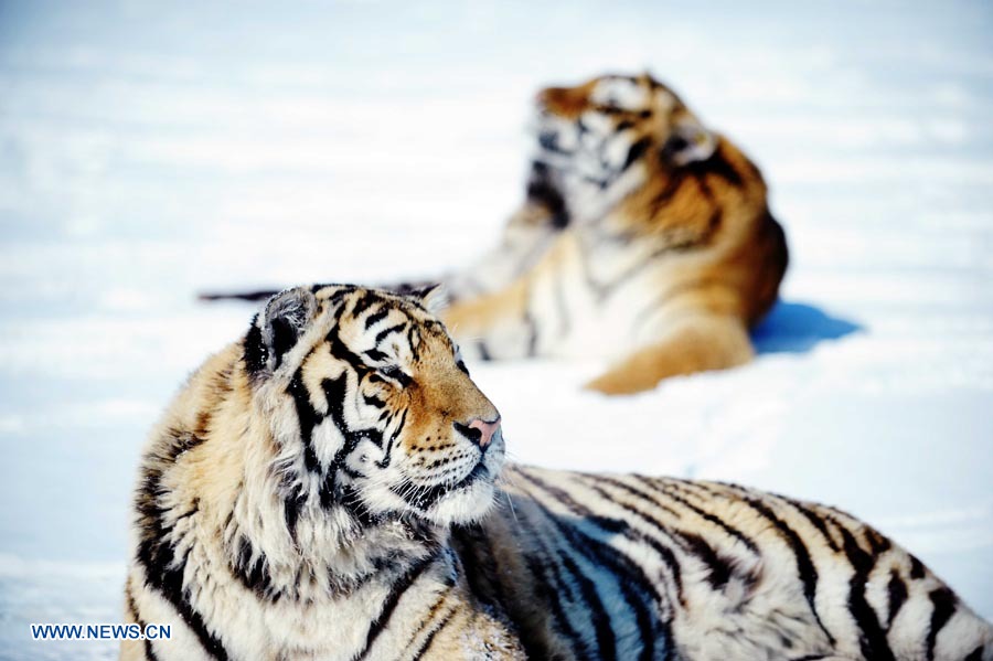 Harbin: Parque del Tigre Siberiano, la base más grande del mundo de reproducción artificial de tigres siberianos 
