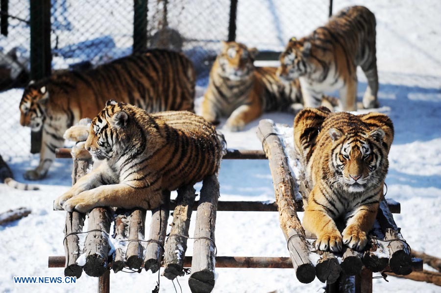 Harbin: Parque del Tigre Siberiano, la base más grande del mundo de reproducción artificial de tigres siberianos  (4)