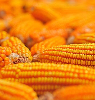 Brasil busca ser el mayor exportador mundial de maíz