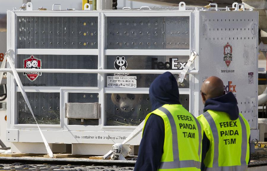 Oso panda llega a Canadá 2