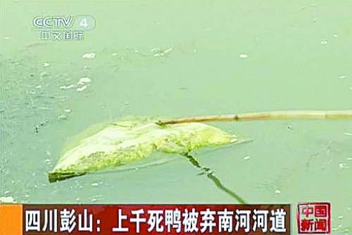 Encuentran más de 1.000 patos muertos en río de Sichuan