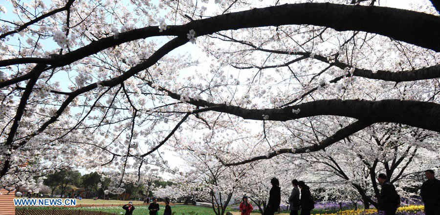 Turistas observan flores de cerezo en un parque forestal en Suzhou, en la provincia de Jiangsu, al este de China.