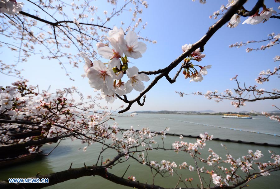 Bello paisaje de flores de cerezo en Jiangsu