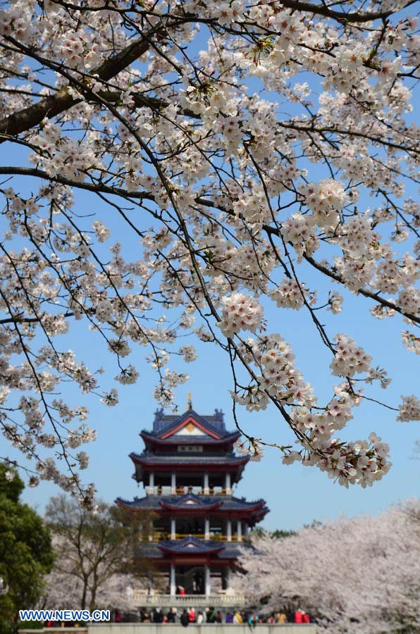 Turistas observan flores de cerezo en el área de Yuantouzhu, en Wuxi, en la provincia de Jiangsu, al este de China.