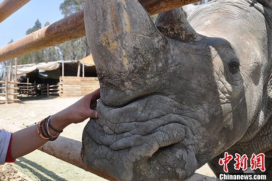 Rinocerontes volverán a hábitat natural en Yunnan