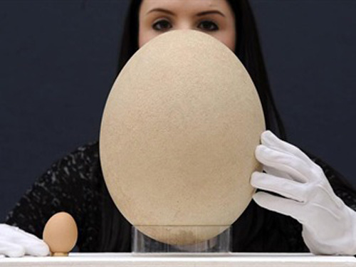 Subastan el huevo más grande del mundo