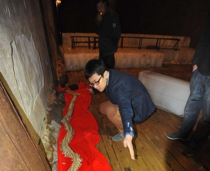 Pescador de Qingdao encuentra huesos de bestia marina  (2)