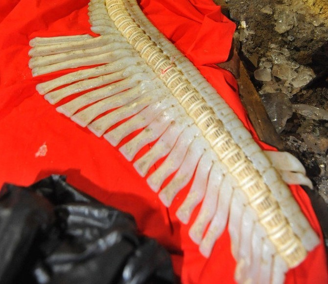 Pescador de Qingdao encuentra huesos de bestia marina  (3)