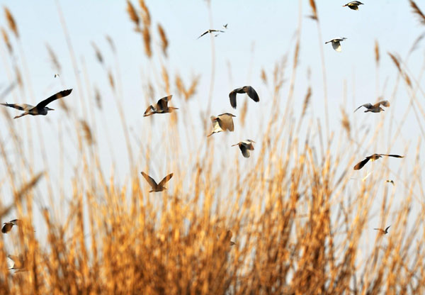 Aves de pantanos pregonan el inicio de la primavera