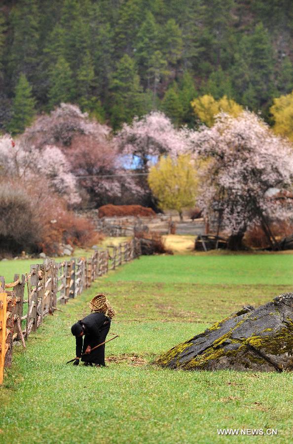 Paisaje primaveral del pueblo de Tongmu en el Tíbet de China 3