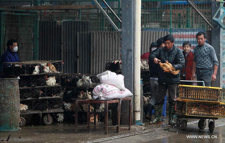 Shanghai prohíbe entrada de aves de corral vivas por gripe aviar H7N9