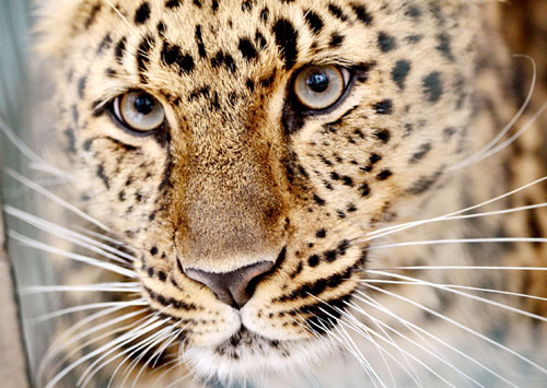 Protegerán leopardos en reserva transfronteriza