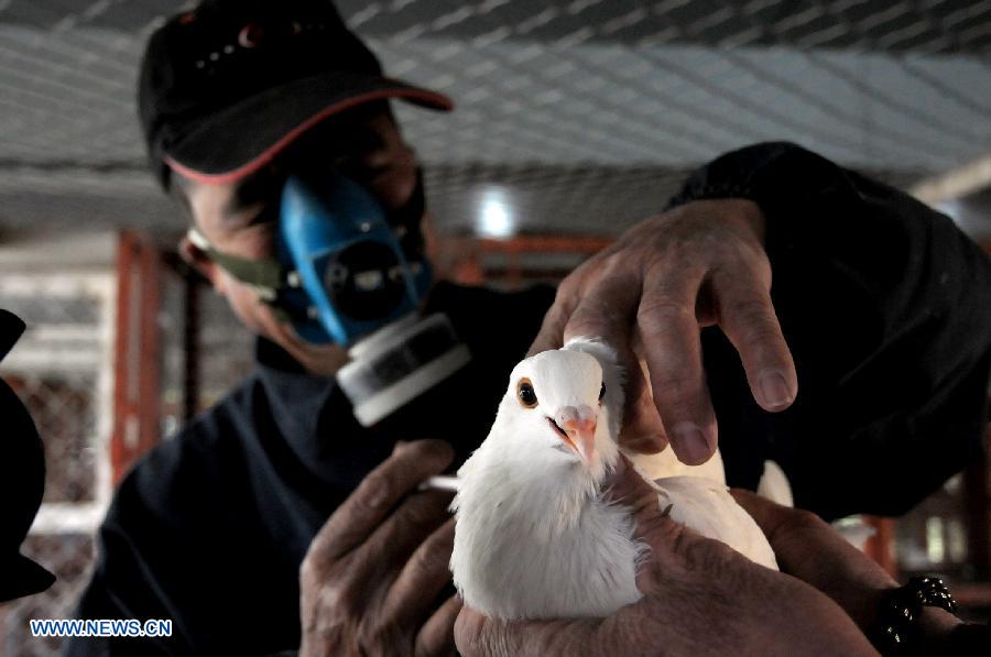 Vacunarán a más de 60.000 palomas mensajeras en este de China