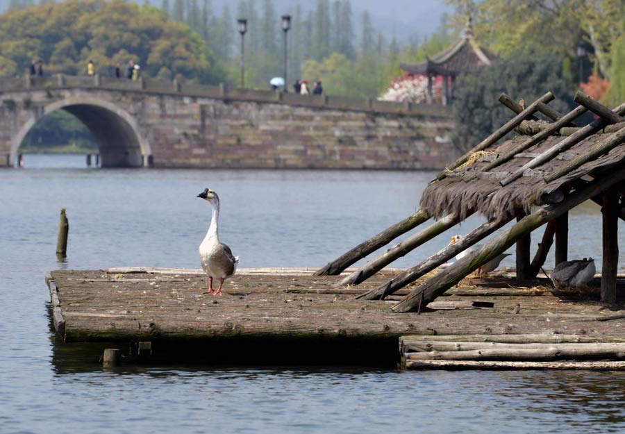 Cisnes en el Lago del Oeste en Hangzhou, capital de la provincia oriental de Zhejiang, el 8 de abril del 2013. La ciudad ha separado los 80 cisnes de la zona turística en un esfuerzo por incrementar la prevención de la gripe aviar H7N9. (Foto: Shi jianxue, Asianewsphoto)