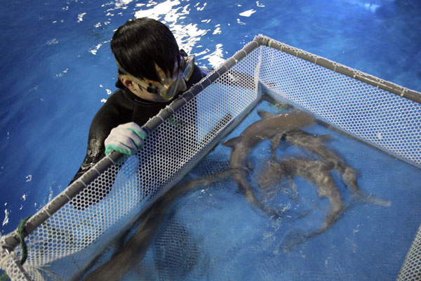 Nacen tiburones “cuatrillizos” en China