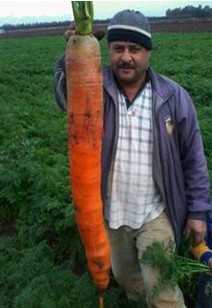 Zanahoria gigante, encontrada en el Líbano