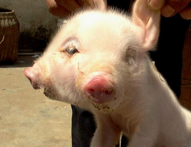 Nace cerdo con dos cabezas en un pueblo de China