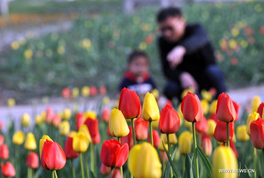 Tulipanes florecen en Shijiazhuang  5