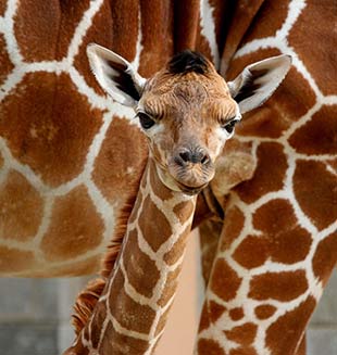 Muere de infección jirafa bebé "Yao Ming" de zoológico de Houston