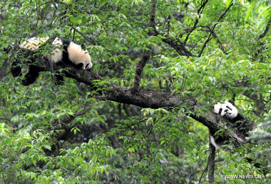 Terremoto no afectó a centro de conservación de pandas (2)