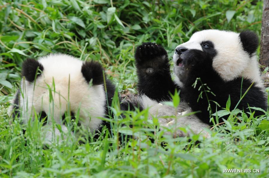 Terremoto no afectó a centro de conservación de pandas (4)