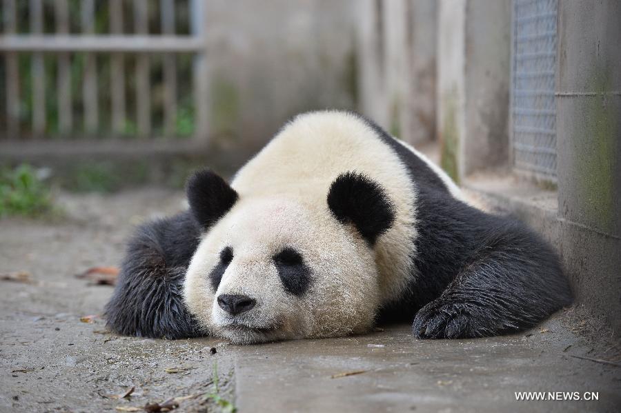 Terremoto no afectó a centro de conservación de pandas (6)