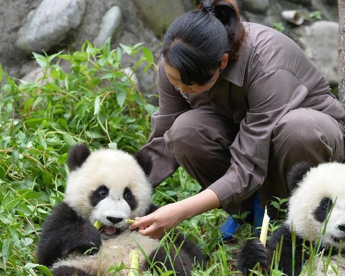 Terremoto no afectó a centro de conservación de pandas (3)