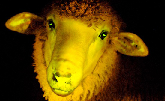 Uruguay  produce  los primeros corderos fluorescentes genéticamente modificados