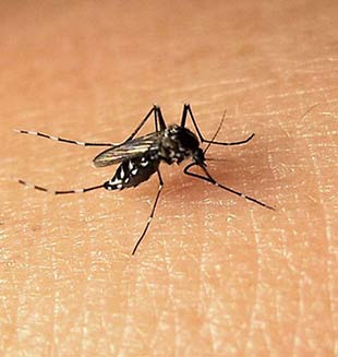 Unasur solicita a Perú modelo para diagnóstico del dengue
